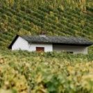 SAVOIE WINE: UNUSUAL FINDS FROM THE ALPS